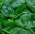 GreenToxicLeaves