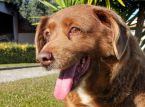 Bobi, världens äldsta hund, dör 31 år gammal