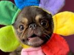 TikTok-sensationen King Chilli the Pug sl&aring;r GoFundMe-m&aring;let f&ouml;r livr&auml;ddande operation