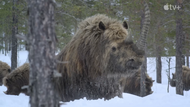 Tredje säsongen av Apples hyllade Prehistoric Planet har premiär den 26 november