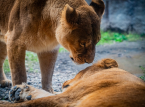 Tre lejoninnor p&aring; Tokyo Zoo d&ouml;r av v&auml;rmeslag