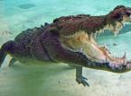 Man lyckas prisa krokodilens käkar från huvudet efter att ha attackerats
