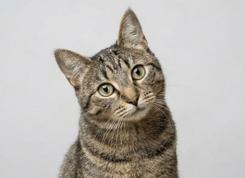 Greek Cat Sanctuary erbjuder gratis rum och mat för volontärer – tillbringa dina dagar med att mysa med katter