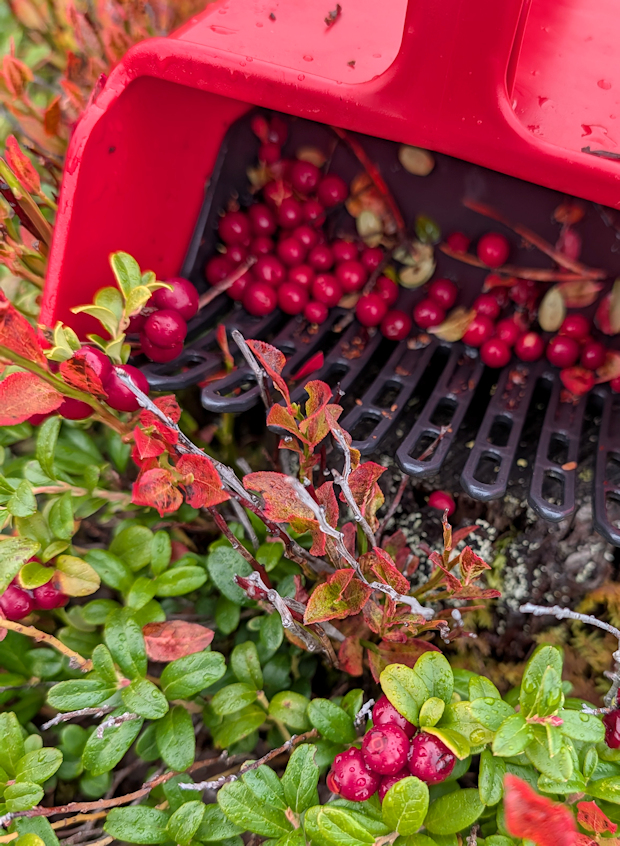 Dags att finkamma skogen på skatter