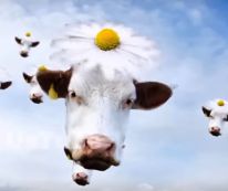 CHARLIE KARLSSON